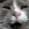 hurbstur