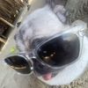 chill_puggy