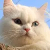 qma_1i