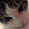 shnyluvbot