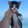 chiotakia_catakia4