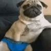 litpug