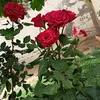 user70665243588106