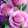 fayzah.zakaria