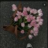 vi_iii30