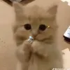 nguyen_7303