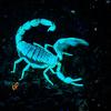 scorpion_5988