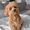 adoptpups