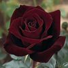 tahzeeb.jutt4