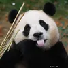 fubaoshop
