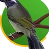 jonathanbernardes71