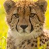 wild.animals.tv112