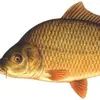 karp_ryba2115