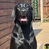 blue_the_blacklab