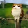 amo_a_los_gatos12345