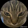 cat_tuxedo._