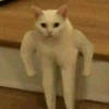 the.strongestcat