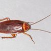 roach_jenkins