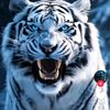 musti826