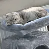 c0taclysm 🐈‍⬛