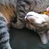 amanda_mil_lk