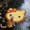 Đảo Mèo🐈