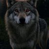 darewolfmovies