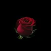 shler..a