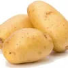 potato_dp25