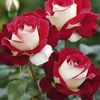 amina68409