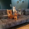 chihuahuaclub