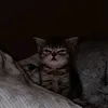 zain_83.8