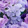 _flourish23