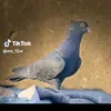 rh.dj19
