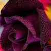 omzain1408