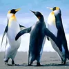 sccpdigzin