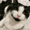 itsmeow.meow