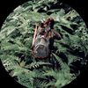 ellies_aura