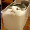 meow32771