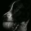 rillepeter_1103