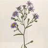 aster_on