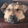 cocoelperro1