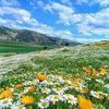 azzo_alfakhry