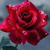 yesenia.mundaray
