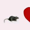 ilovekateyyes