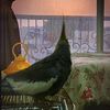 thundermygoatbirdinmypfp