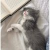 i_love_cats704