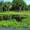 soouropantanal