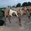 asad.gujjar7587