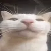 vroisnotreal